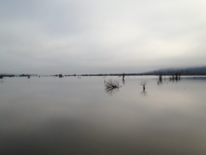 The estuary at high tide