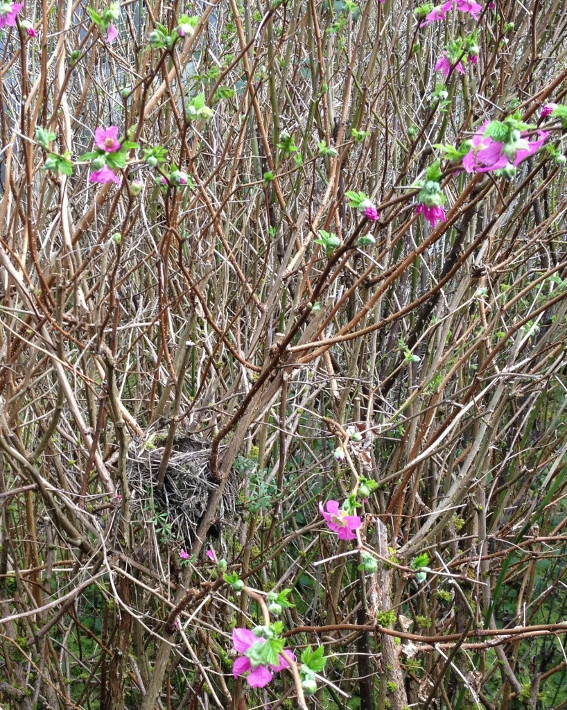 nest in salmonberries