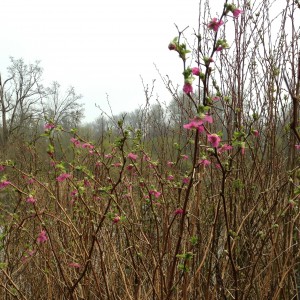 salmonberry flowers1