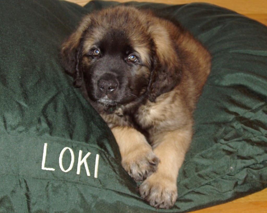 Loki at eight weeks