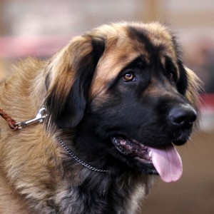 Loki at the LCNW Specialty, March 21, 2005