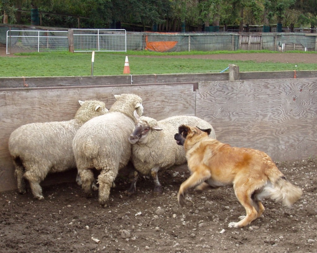 Loki herding sheep at Ewe-topia