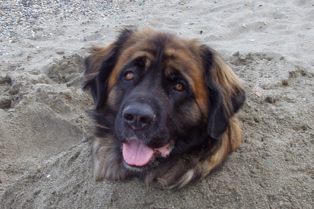 Goofball Loki happily buried in sand by my goofball son and daughter-in-law (Owens, Beach, Point Defiance Park, Tacoma, Washington)