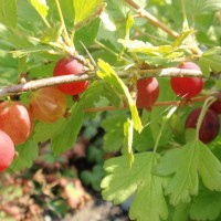 Gooseberries