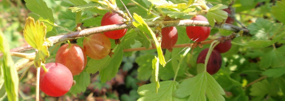 Gooseberries