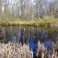 Healing the Nisqually: 160 Years after the Medicine Creek Treaty