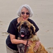 To Fellow Members of the Leonberger Club of America: My Loki is Gone